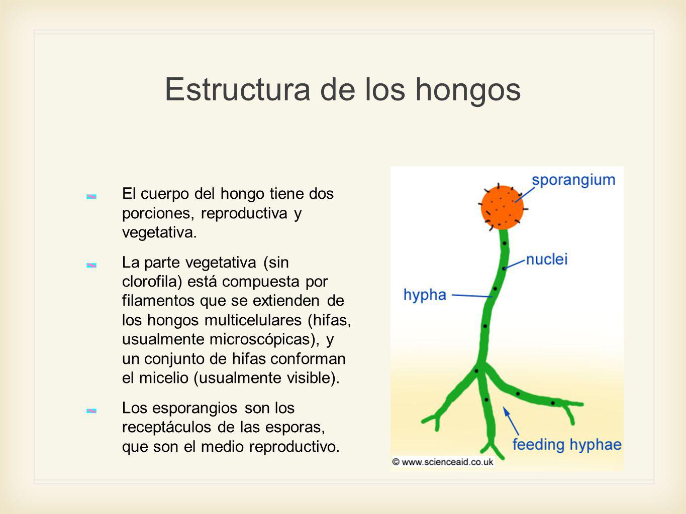 Como quitar rápidamente la uña sorprendido con el hongo